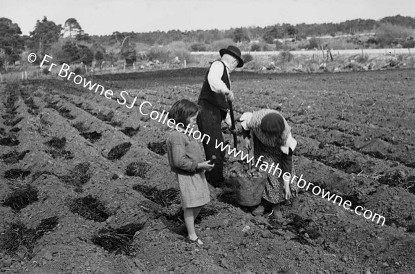 SOWING POTATOES